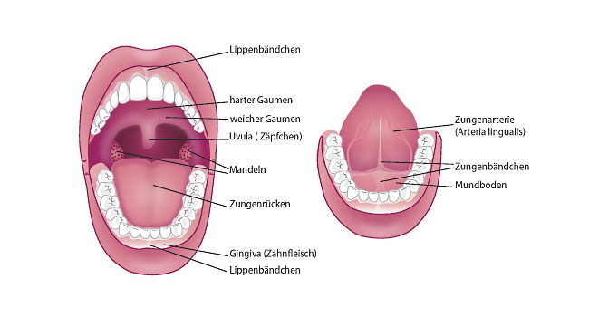 Grafik: Mund mit Lippen- und Zungenbändchen